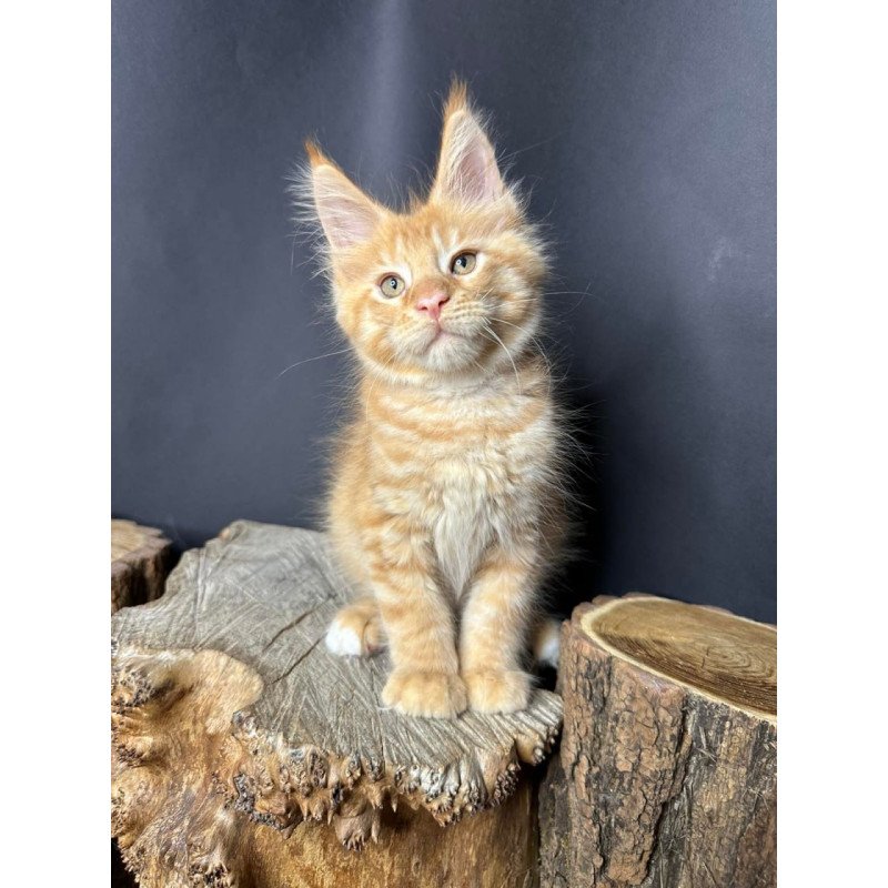 Maine Coon Pixel