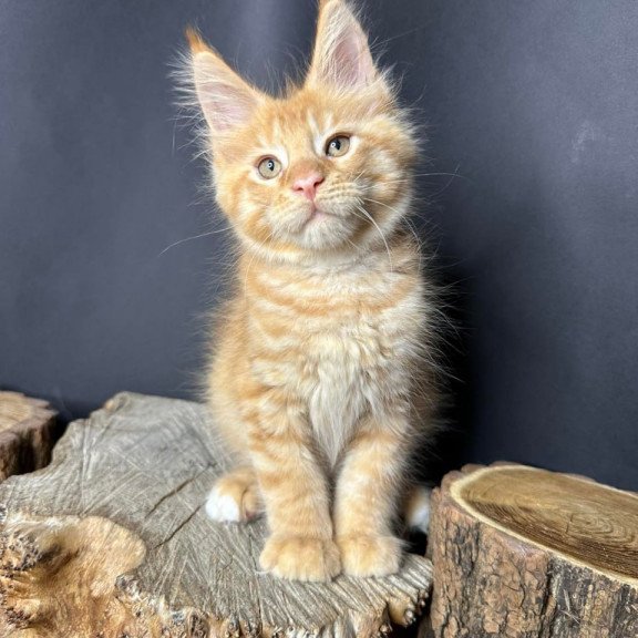 Maine Coon Pixel