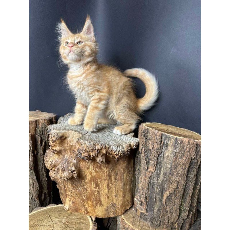 Maine Coon Pixel