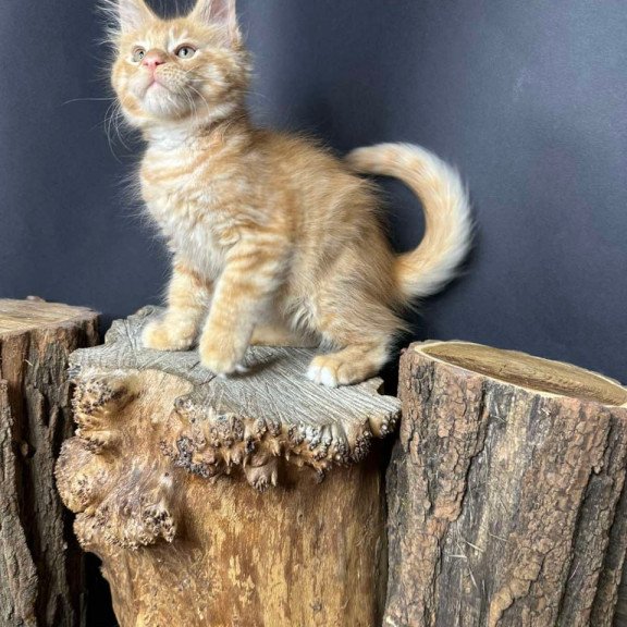 Maine Coon Pixel