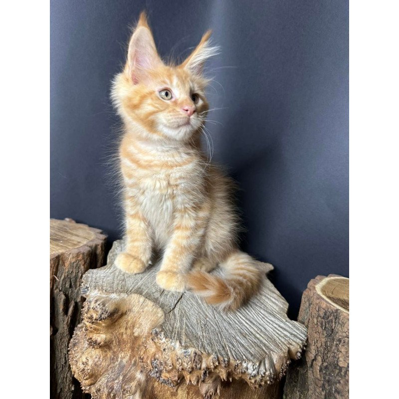 Maine Coon Pixel