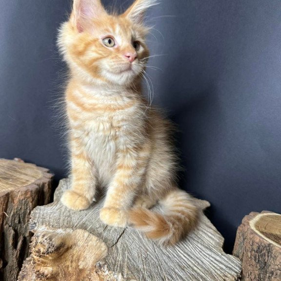 Maine Coon Pixel