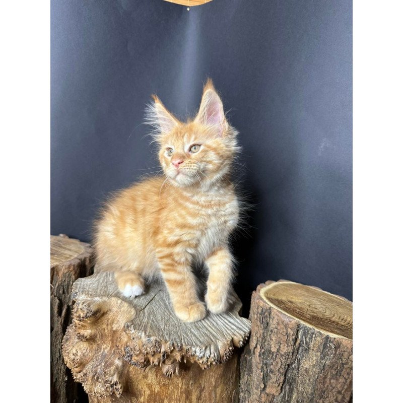 Maine Coon Pixel