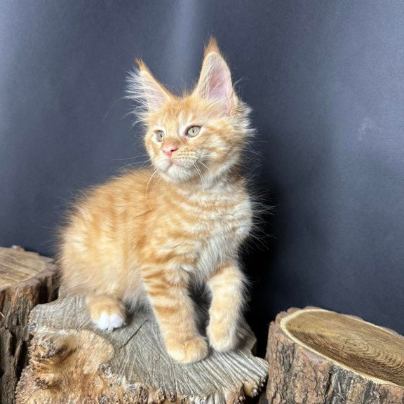 Maine Coon Pixel