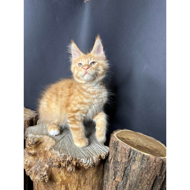 Maine Coon Pixel