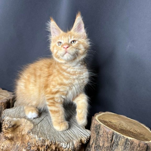 Maine Coon Pixel