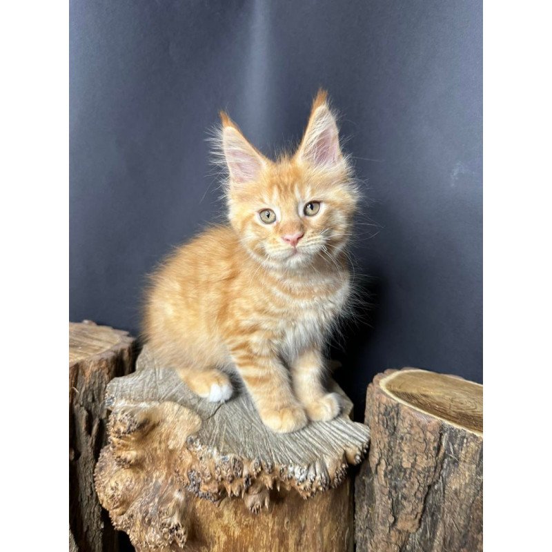 Maine Coon Pixel