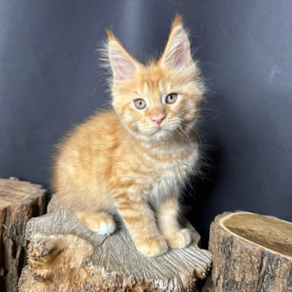 Maine Coon Pixel