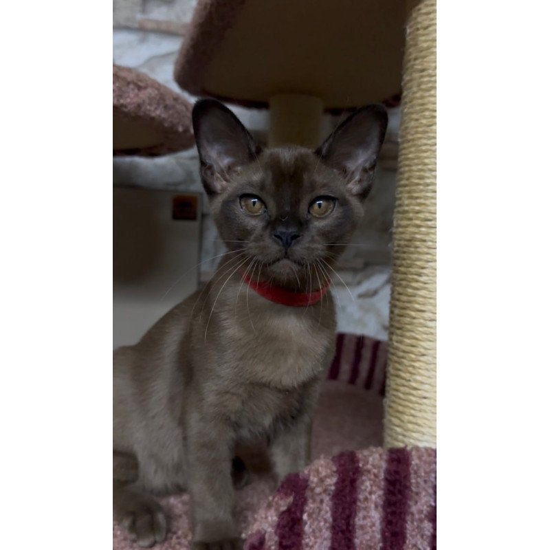 Burmese Uma