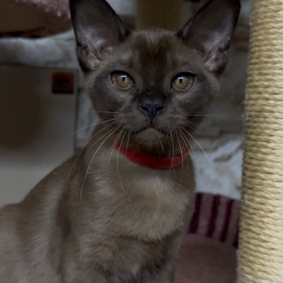 Burmese Uma