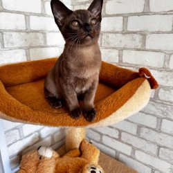 Burmese Uma