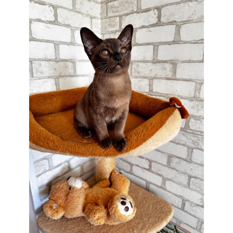 Burmese Uma