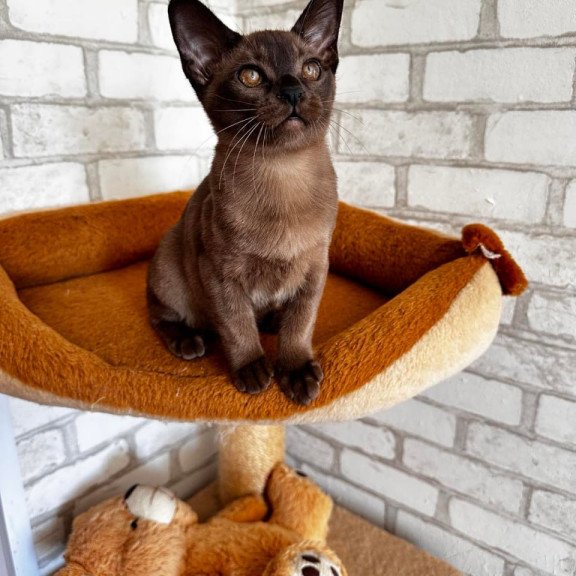 Burmese Uma