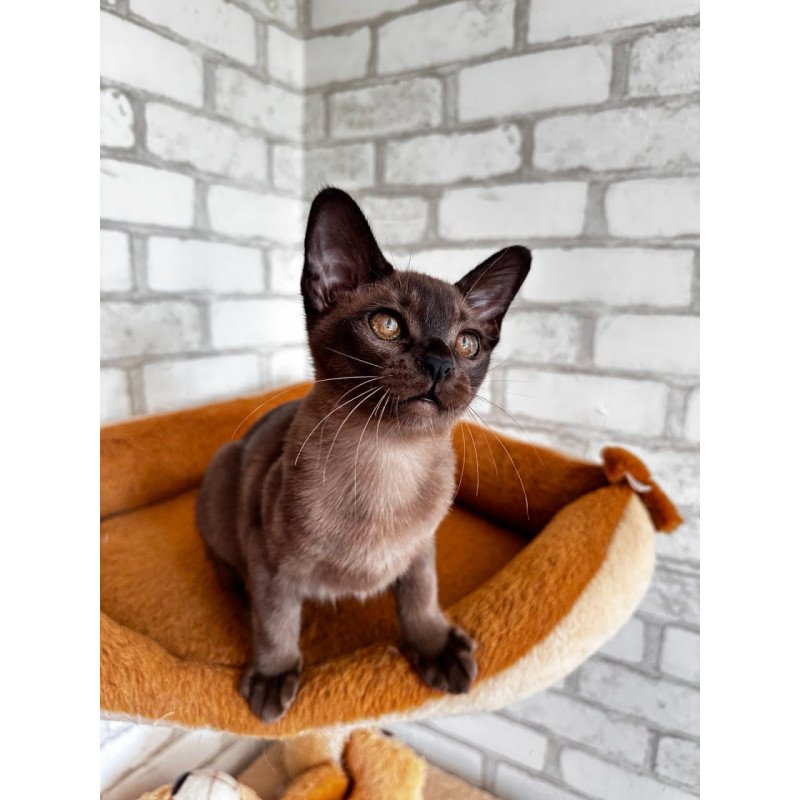 Burmese Uma