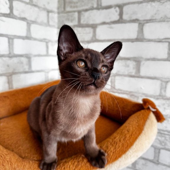 Burmese Uma