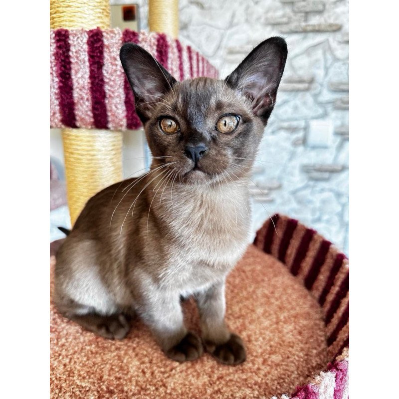Burmese Uma