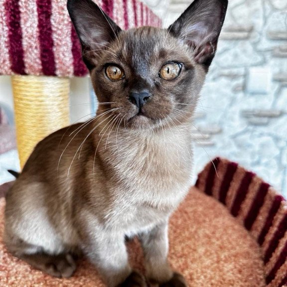 Burmese Uma