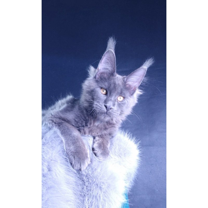 Maine Coon POLIN Milord Diamond