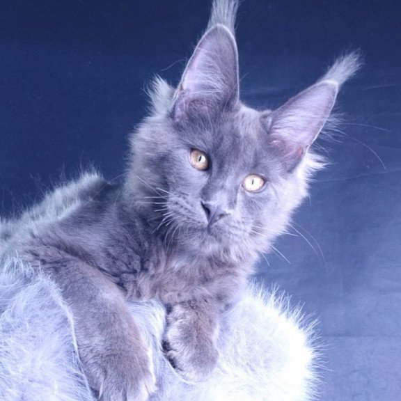 Maine Coon POLIN Milord Diamond