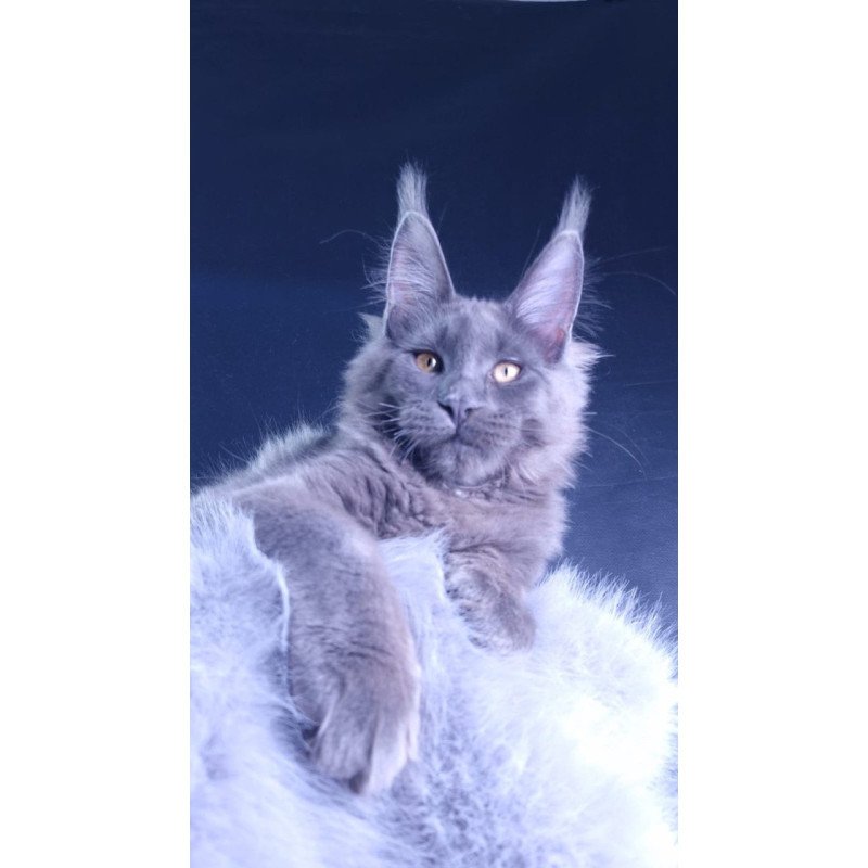 Maine Coon POLIN Milord Diamond