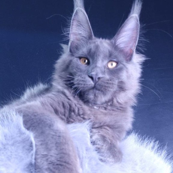 Maine Coon POLIN Milord Diamond