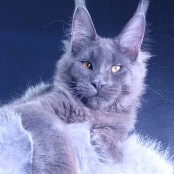 Maine Coon POLIN Milord Diamond