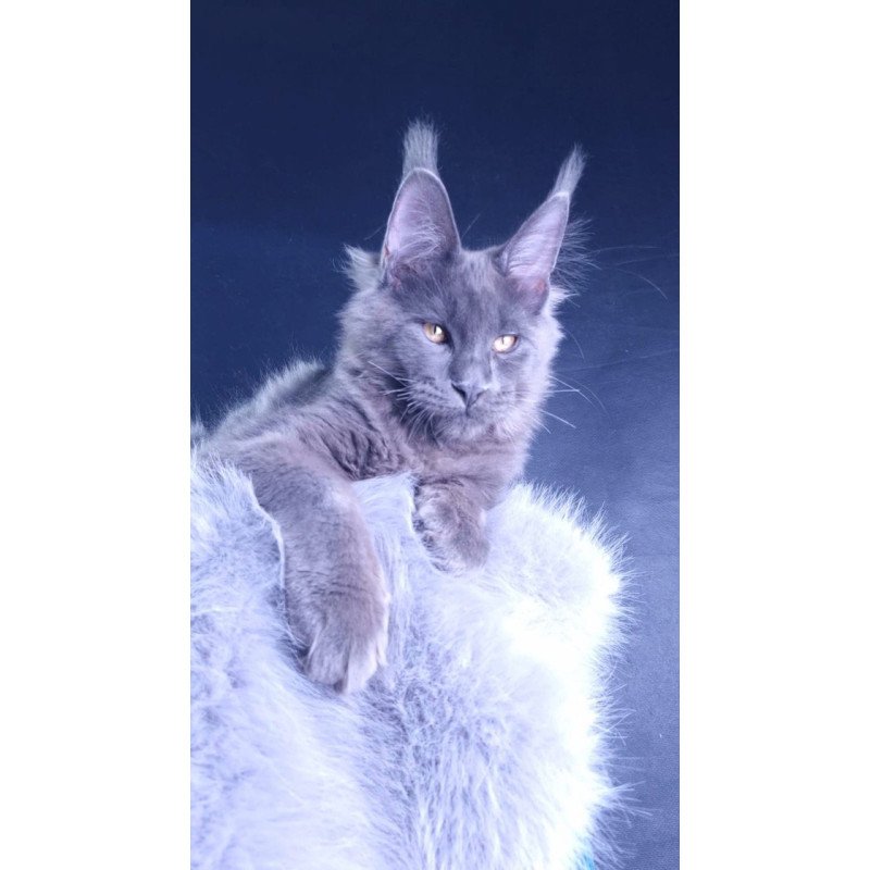 Maine Coon POLIN Milord Diamond