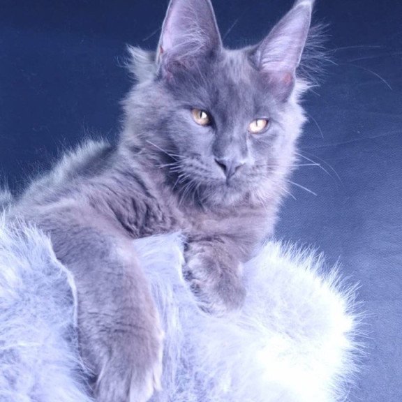 Maine Coon POLIN Milord Diamond