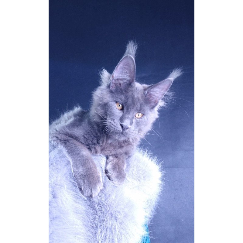 Maine Coon POLIN Milord Diamond
