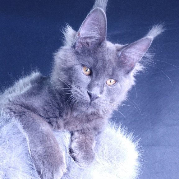 Maine Coon POLIN Milord Diamond