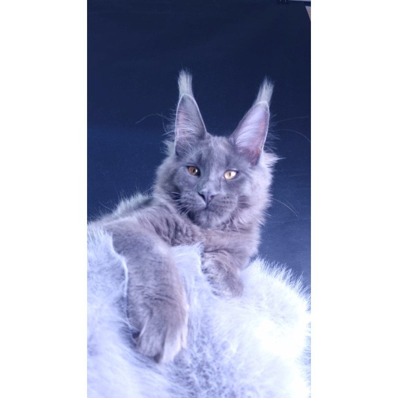 Maine Coon POLIN Milord Diamond