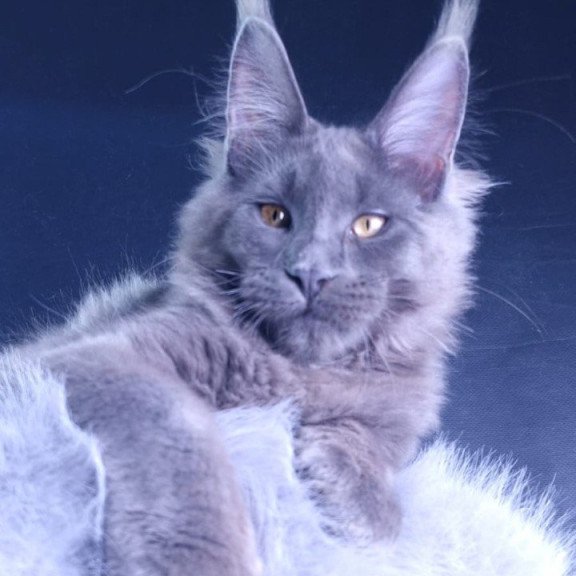 Maine Coon POLIN Milord Diamond