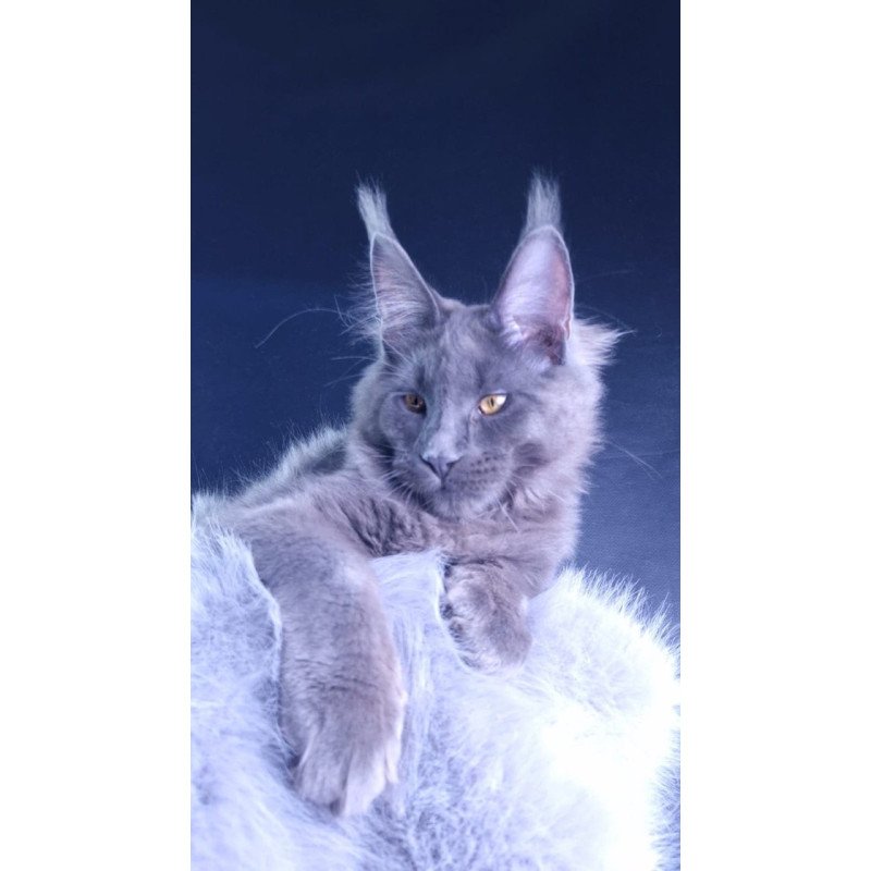 Maine Coon POLIN Milord Diamond