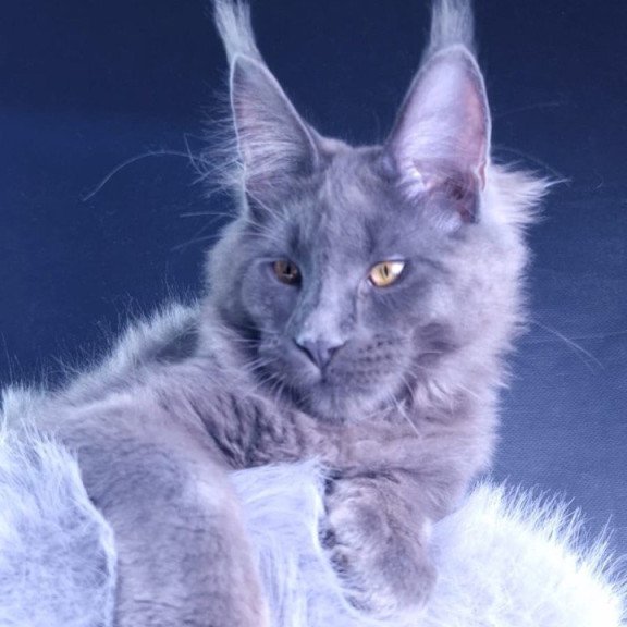 Maine Coon POLIN Milord Diamond