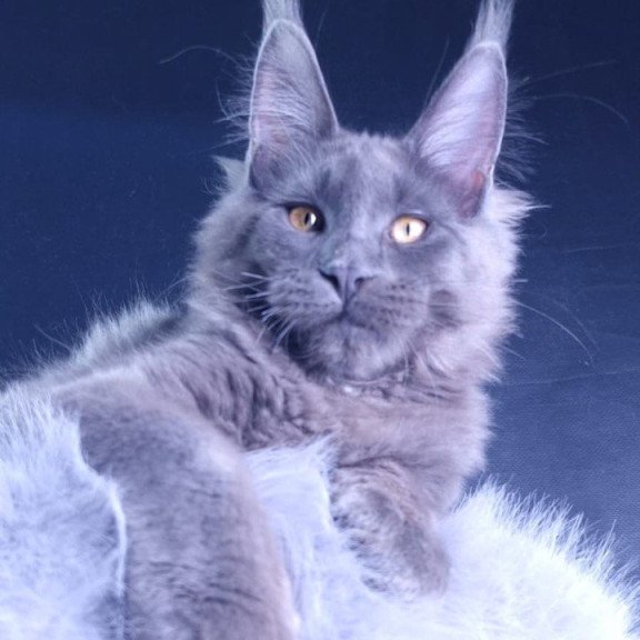 Maine Coon POLIN Milord Diamond