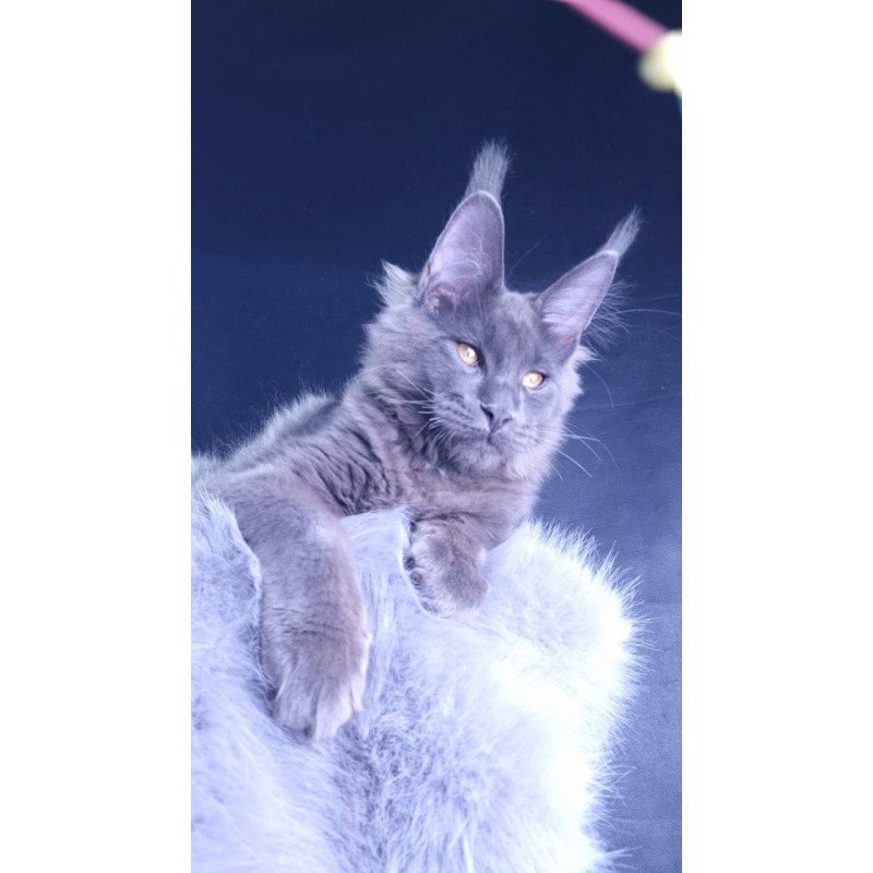 Maine Coon POLIN Milord Diamond