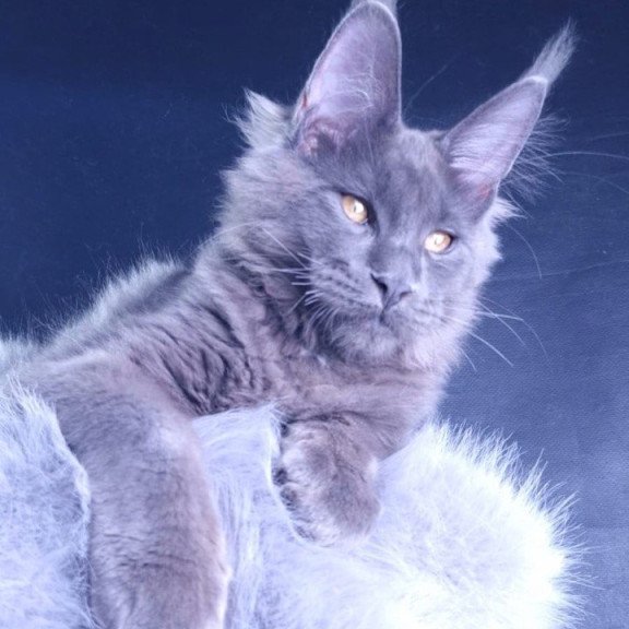 Maine Coon POLIN Milord Diamond
