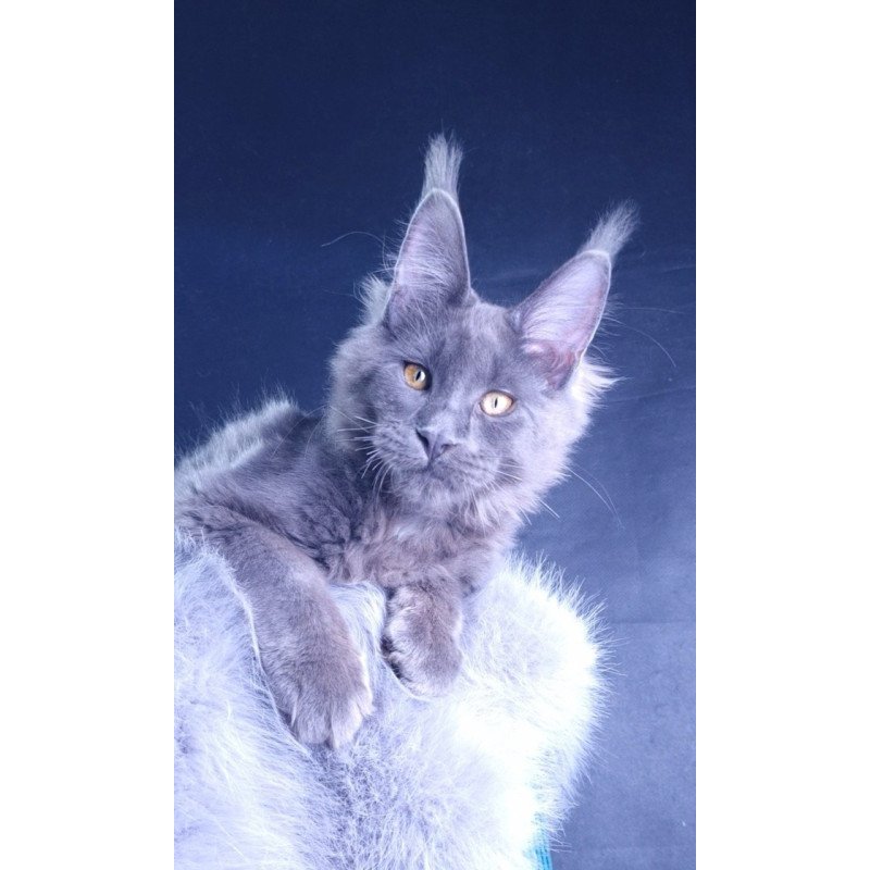 Maine Coon POLIN Milord Diamond