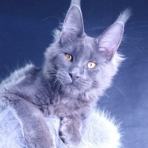 Maine Coon POLIN Milord Diamond