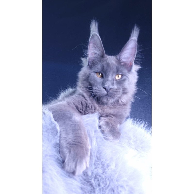 Maine Coon POLIN Milord Diamond