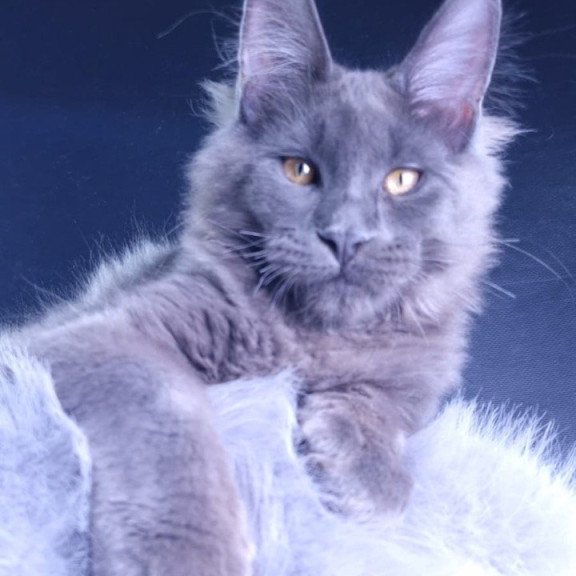 Maine Coon POLIN Milord Diamond