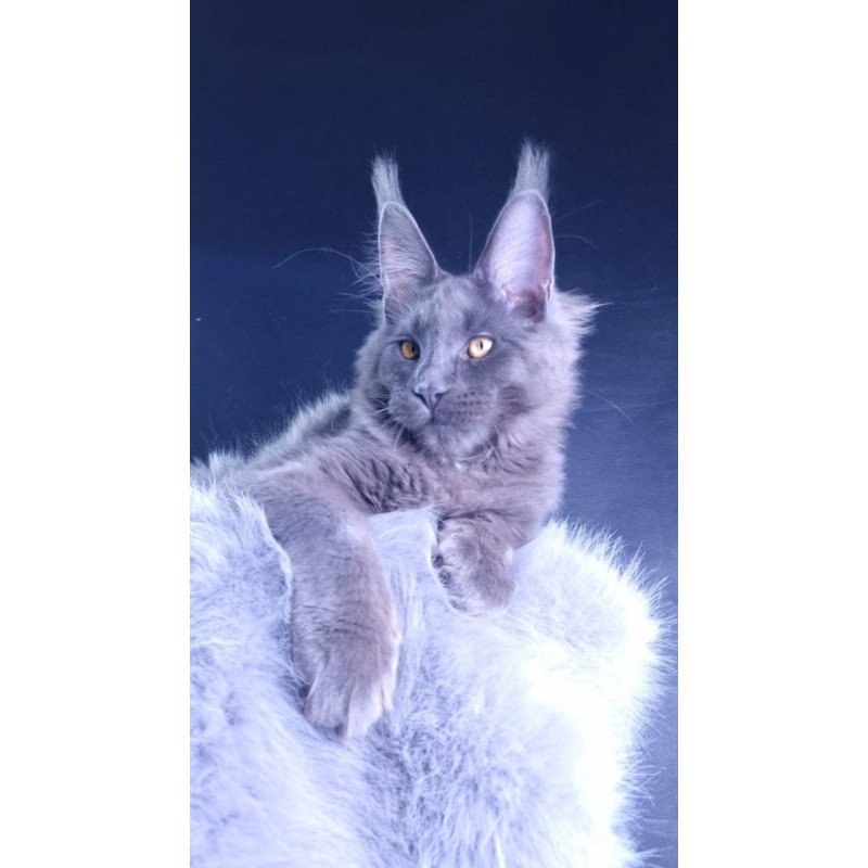 Maine Coon POLIN Milord Diamond