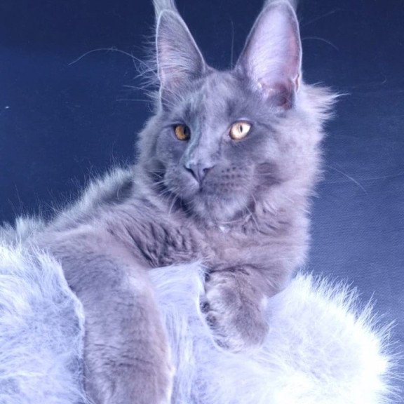 Maine Coon POLIN Milord Diamond