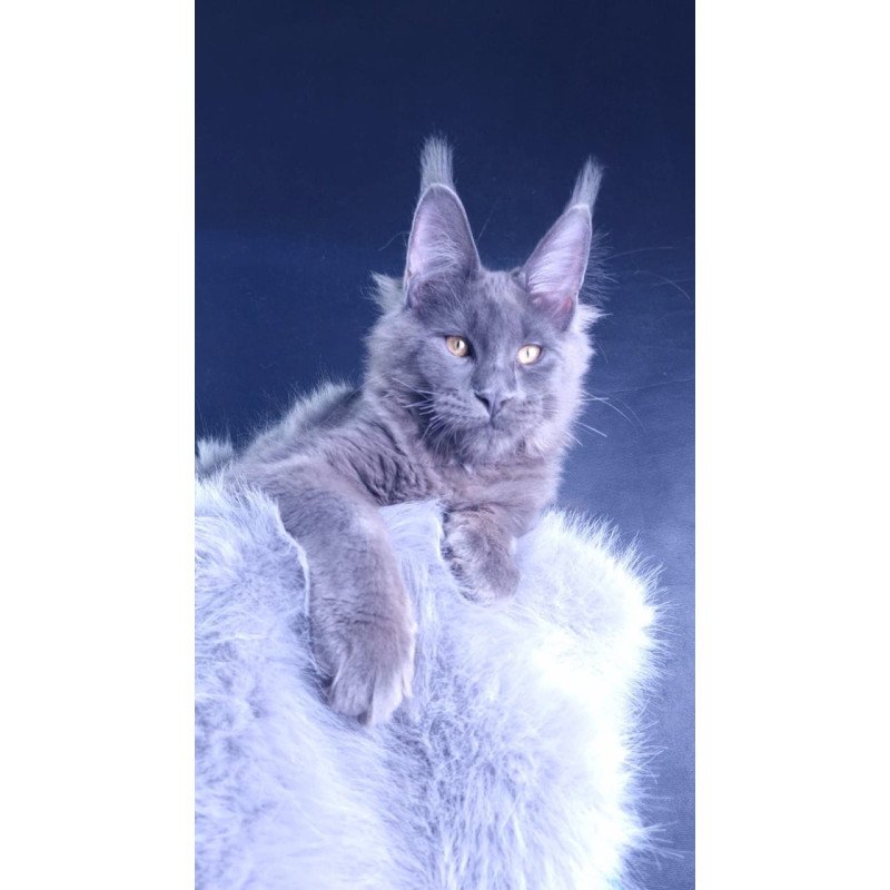 Maine Coon POLIN Milord Diamond