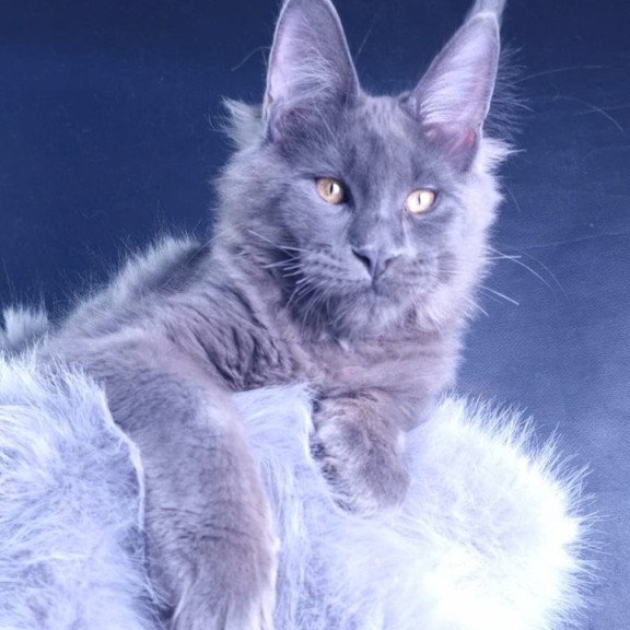 Maine Coon POLIN Milord Diamond