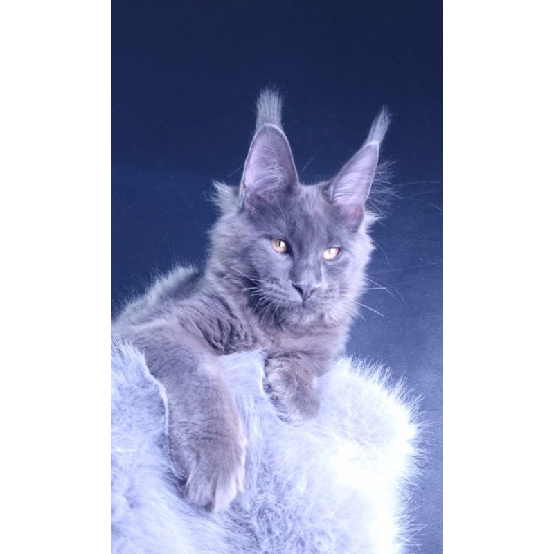 Maine Coon POLIN Milord Diamond