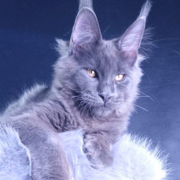 Maine Coon POLIN Milord Diamond