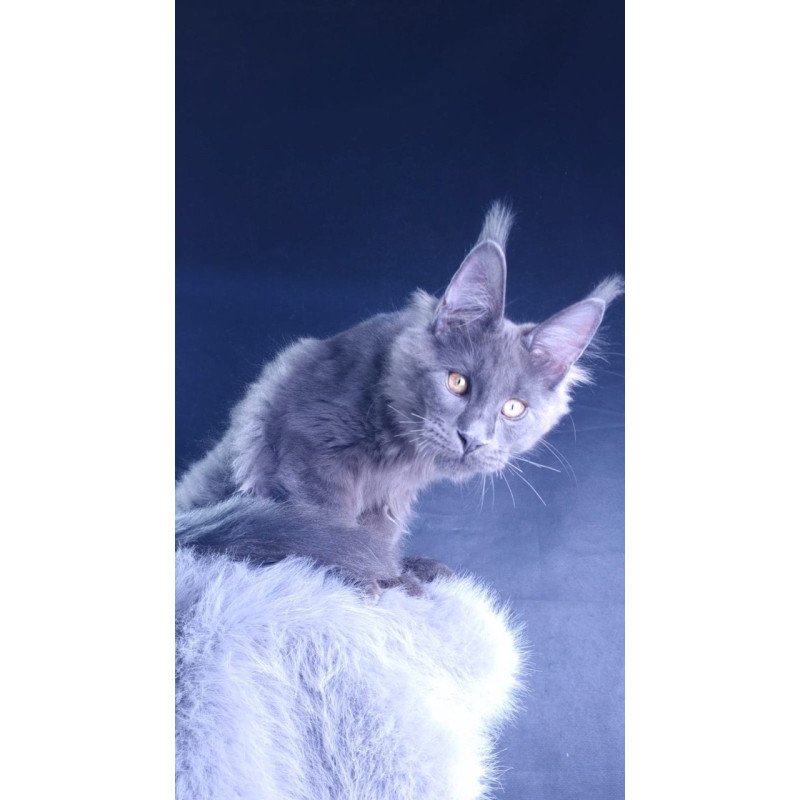 Maine Coon POLIN Milord Diamond