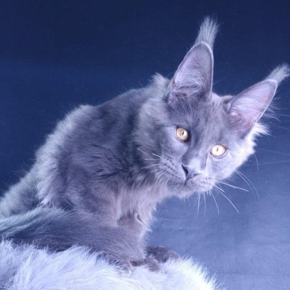 Maine Coon POLIN Milord Diamond