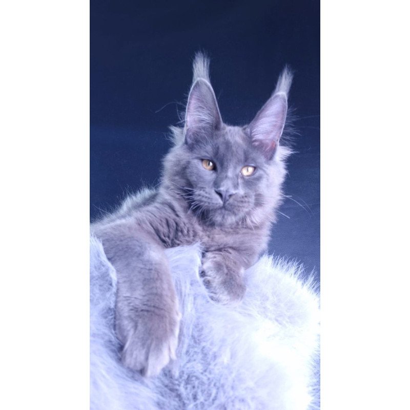 Maine Coon POLIN Milord Diamond